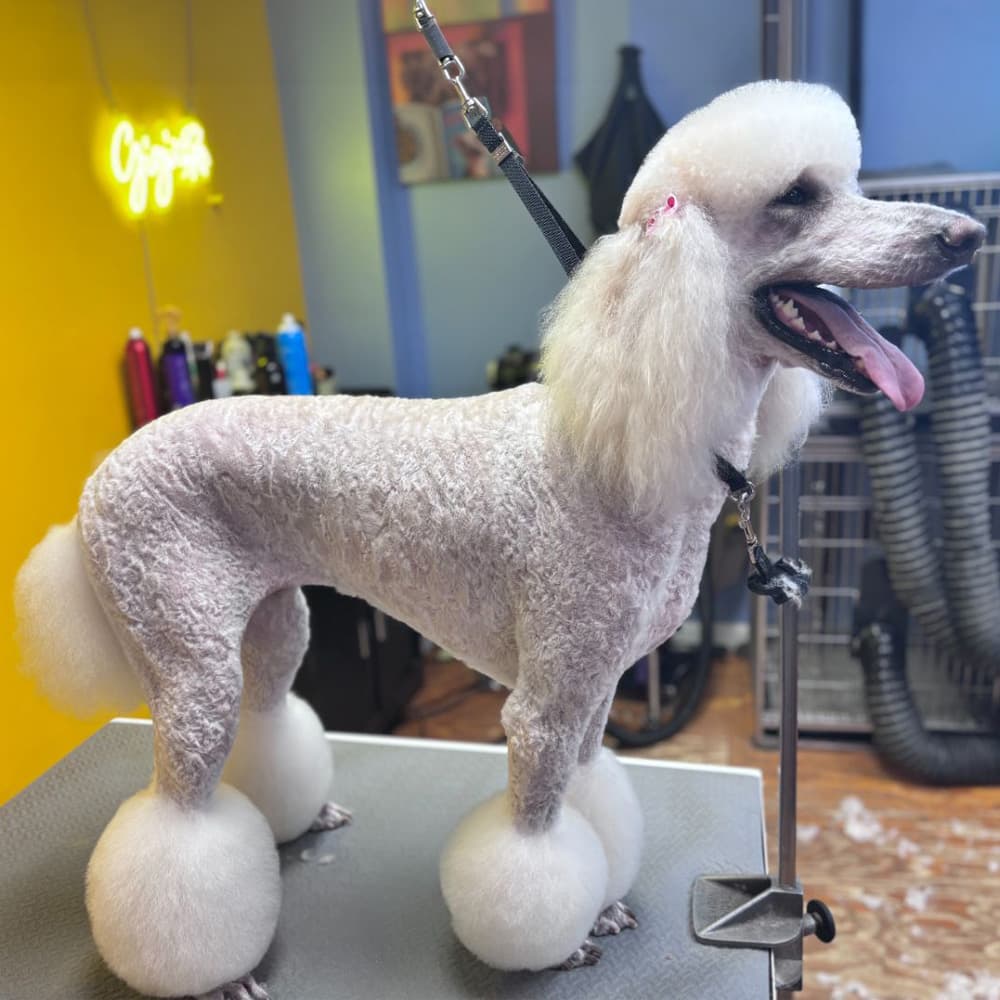 Full Groom